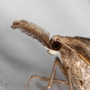 Epidesmia hypenaria at Melba, ACT - 15 Dec 2020 12:35 AM