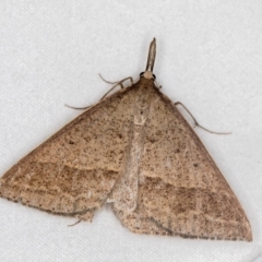 Epidesmia hypenaria at Melba, ACT - 15 Dec 2020 12:35 AM