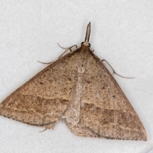 Epidesmia hypenaria at Melba, ACT - 15 Dec 2020 12:35 AM