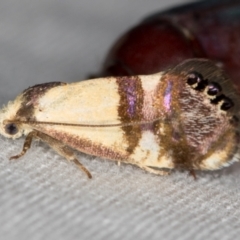 Eupselia satrapella and similar species (An Hypertrophid moth) at Melba, ACT - 15 Dec 2020 by Bron