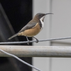 Acanthorhynchus tenuirostris at Higgins, ACT - 6 May 2021