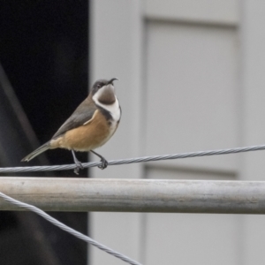 Acanthorhynchus tenuirostris at Higgins, ACT - 6 May 2021