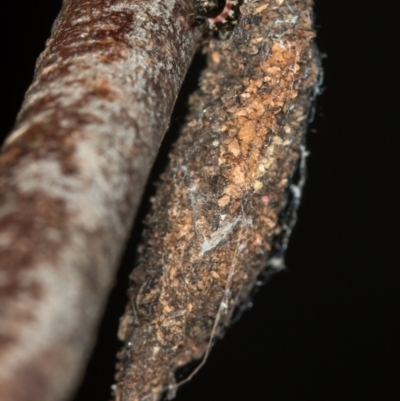 Cebysa leucotelus (Australian Bagmoth) at Melba, ACT - 14 Dec 2020 by Bron