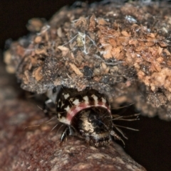 Cebysa leucotelus at Melba, ACT - 14 Dec 2020