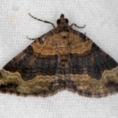 Epyaxa subidaria (Subidaria Moth) at Melba, ACT - 14 Dec 2020 by Bron