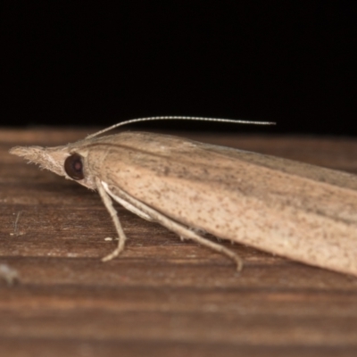Meyriccia latro (Pyralid moth) at Melba, ACT - 13 Dec 2020 by Bron