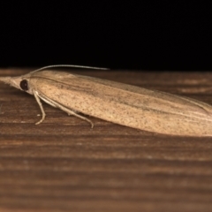 Meyriccia latro at Melba, ACT - 13 Dec 2020 09:33 PM