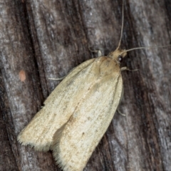 Epiphyas caryotis (A Tortricid moth) at Melba, ACT - 12 Dec 2020 by Bron