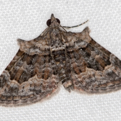 Phrissogonus laticostata (Apple looper moth) at Melba, ACT - 11 Dec 2020 by Bron