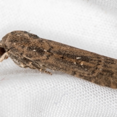 Athetis tenuis (Plain Tenuis Moth) at Melba, ACT - 9 Dec 2020 by Bron