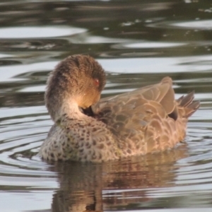 Anas gracilis at Monash, ACT - 4 Mar 2021