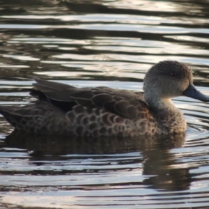 Anas gracilis at Monash, ACT - 4 Mar 2021