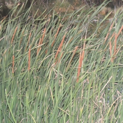 Typha domingensis (Bullrush) at Monash, ACT - 4 Mar 2021 by michaelb