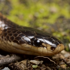 Parasuta dwyeri (Dwyer's Black-headed Snake) at Wambrook, NSW - 9 May 2021 by BrianHerps