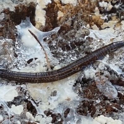 Unidentified Insect at Aranda Bushland - 18 May 2021 by trevorpreston