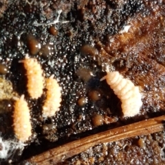 Collembola sp. (class) (Springtail) at Holt, ACT - 18 May 2021 by trevorpreston