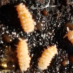 Collembola (class) at Holt, ACT - 18 May 2021 10:23 AM
