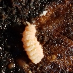 Collembola (class) at Holt, ACT - 18 May 2021 10:23 AM