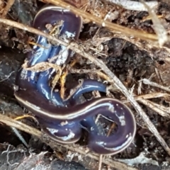 Caenoplana coerulea at Holt, ACT - 18 May 2021