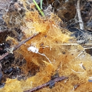 Coprinellus (Ozonium state) at Holt, ACT - 18 May 2021