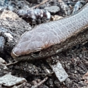 Lampropholis delicata at Holt, ACT - 18 May 2021 10:51 AM