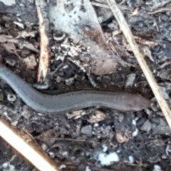 Lampropholis delicata at Holt, ACT - 18 May 2021 10:51 AM