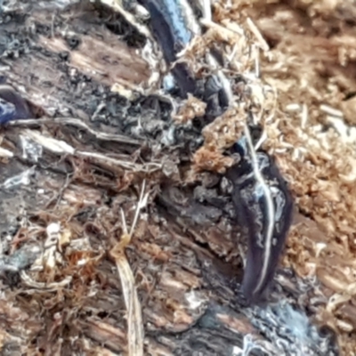 Caenoplana coerulea (Blue Planarian, Blue Garden Flatworm) at Aranda Bushland - 18 May 2021 by trevorpreston