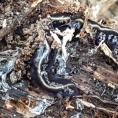 Caenoplana coerulea at Holt, ACT - 18 May 2021