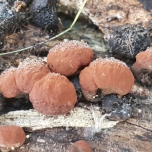 Hypoxylon sp. at Holt, ACT - 18 May 2021