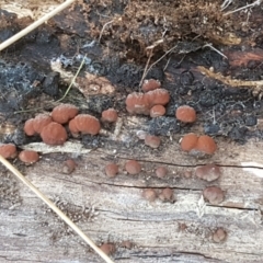 Hypoxylon sp. at Holt, ACT - 18 May 2021 10:26 AM