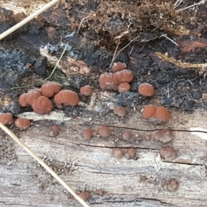 Hypoxylon sp. at Holt, ACT - 18 May 2021