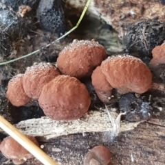 Hypoxylon sp. at Holt, ACT - 18 May 2021