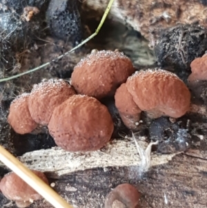 Hypoxylon sp. at Holt, ACT - 18 May 2021