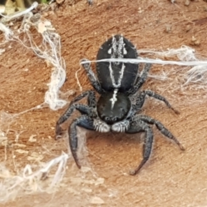 Ocrisiona leucocomis at Holt, ACT - 18 May 2021