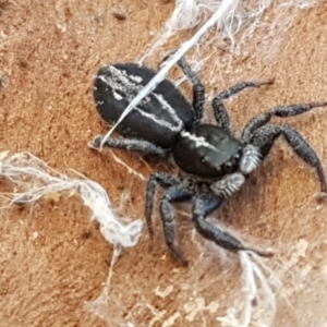 Ocrisiona leucocomis at Holt, ACT - 18 May 2021