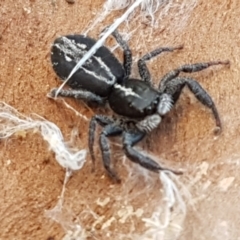 Ocrisiona leucocomis at Holt, ACT - 18 May 2021