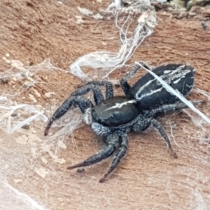 Ocrisiona leucocomis at Holt, ACT - 18 May 2021