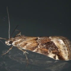 Hellula hydralis (Cabbage Centre Moth) at Ainslie, ACT - 13 May 2021 by jbromilow50