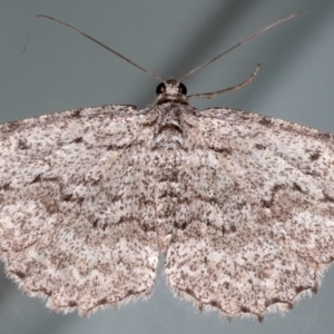 Psilosticha absorpta at Ainslie, ACT - 11 May 2021