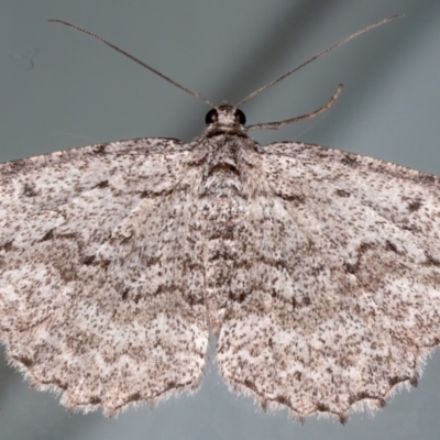 Psilosticha absorpta (Fine-waved Bark Moth) at Ainslie, ACT - 11 May 2021 by jbromilow50