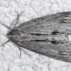 Chlenias banksiaria group (A Geometer moth) at Ainslie, ACT - 13 May 2021 by jbromilow50