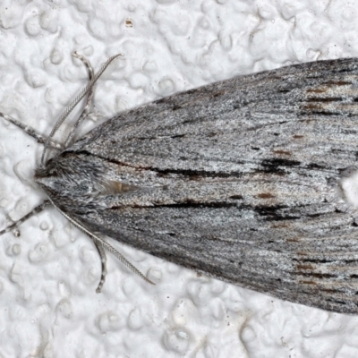 Chlenias banksiaria group (A Geometer moth) at Ainslie, ACT - 13 May 2021 by jb2602