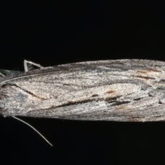 Chlenias banksiaria group at Ainslie, ACT - 13 May 2021