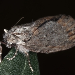 Chlenias banksiaria group at Ainslie, ACT - 13 May 2021