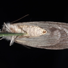 Chlenias banksiaria group at Ainslie, ACT - 13 May 2021