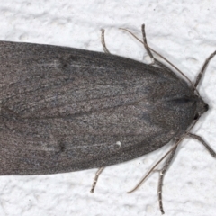 Paralaea ochrosoma (Fuscous Crest-moth) at Ainslie, ACT - 14 May 2021 by jb2602