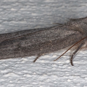 Paralaea ochrosoma at Ainslie, ACT - 14 May 2021 11:54 PM