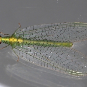 Apertochrysa edwardsi at Ainslie, ACT - 13 May 2021