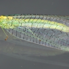 Apertochrysa edwardsi at Ainslie, ACT - 13 May 2021