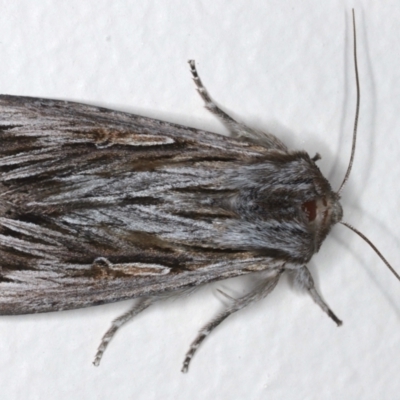 Persectania ewingii (Southern Armyworm) at Ainslie, ACT - 11 May 2021 by jbromilow50